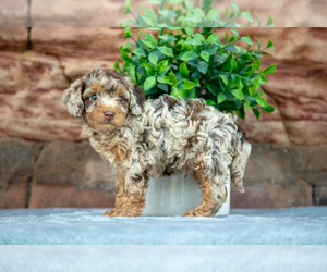 Cockapoo Puppy for sale in BALTIC, OH, USA