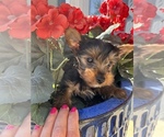Small Photo #17 Yorkshire Terrier Puppy For Sale in OLATHE, KS, USA