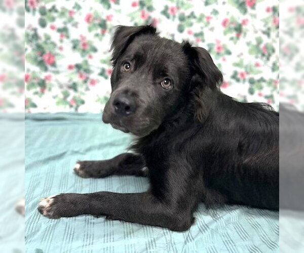 Medium Photo #6 Australian Shepherd-Bulldog Mix Puppy For Sale in Wetumpka, AL, USA