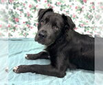 Small #5 Australian Shepherd-Bulldog Mix