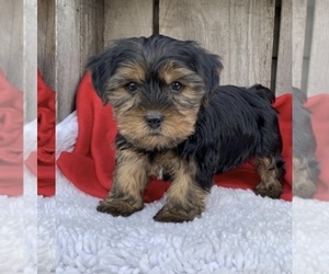 Yorkshire Terrier Puppy for sale in LOWELL, MA, USA