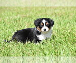Small #2 Miniature Australian Shepherd