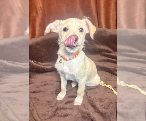 Medium Photo #3 Chihuahua-Unknown Mix Puppy For Sale in Andover, MN, USA