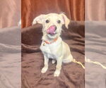 Small #2 Chihuahua Mix