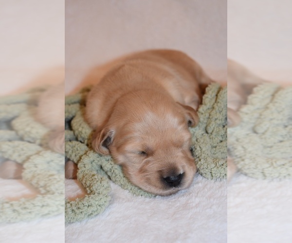 Medium Photo #30 Golden Retriever Puppy For Sale in RICHMOND, TX, USA