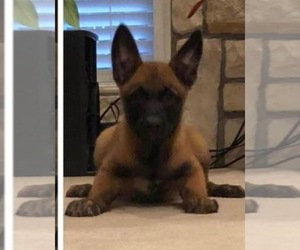 Belgian Malinois Puppy for sale in SILSBEE, TX, USA
