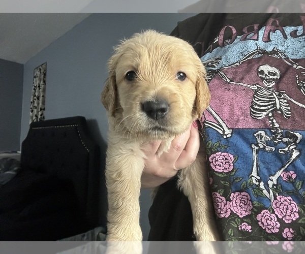 Medium Photo #5 Golden Retriever Puppy For Sale in PORT RICHEY, FL, USA