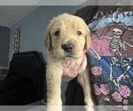 Small Photo #5 Golden Retriever Puppy For Sale in PORT RICHEY, FL, USA
