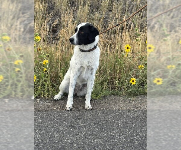 Medium Photo #2 Border Kelpie Puppy For Sale in MIDWAY, UT, USA