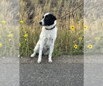 Small #1 Border Kelpie