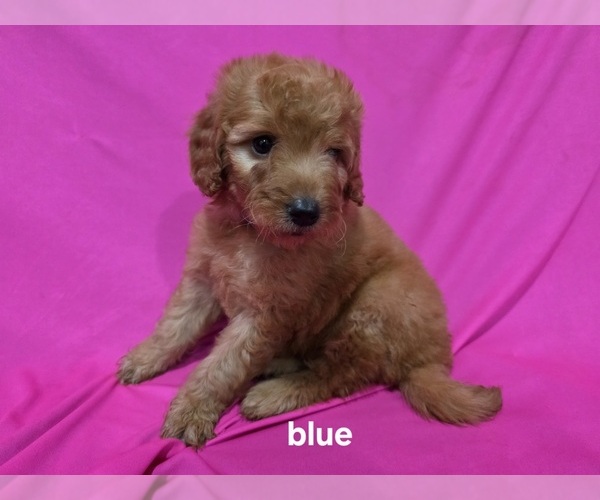 Medium Photo #2 Goldendoodle Puppy For Sale in DUBLIN, TX, USA