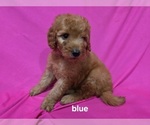 Small #1 Goldendoodle