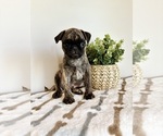 Small #2 Pug