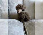Small Photo #2 Poodle (Toy) Puppy For Sale in HAYWARD, CA, USA