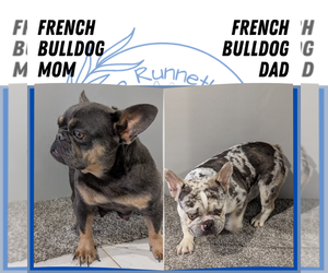 Mother of the French Bulldog puppies born on 05/16/2025