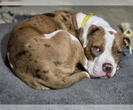 Small #3 Mutt