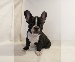 French Bulldog Puppy for sale in HOLLYWOOD, FL, USA