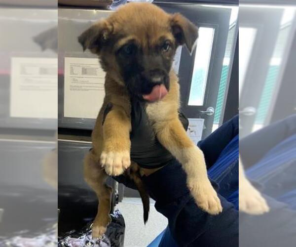 Medium Photo #1 German Shepherd Dog-Unknown Mix Puppy For Sale in Visalia, CA, USA