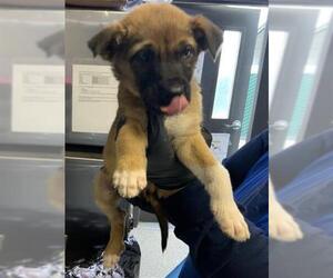 German Shepherd Dog-Unknown Mix Dogs for adoption in Visalia, CA, USA