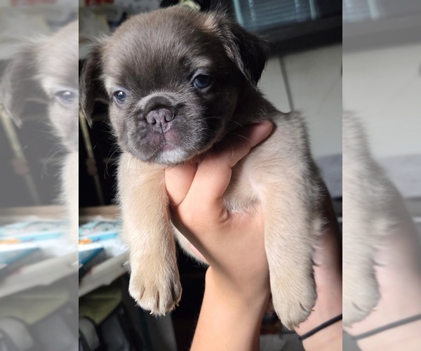 Medium Photo #1 French Bulldog Puppy For Sale in HAVERHILL, MA, USA