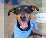 Small Doberman Pinscher Mix