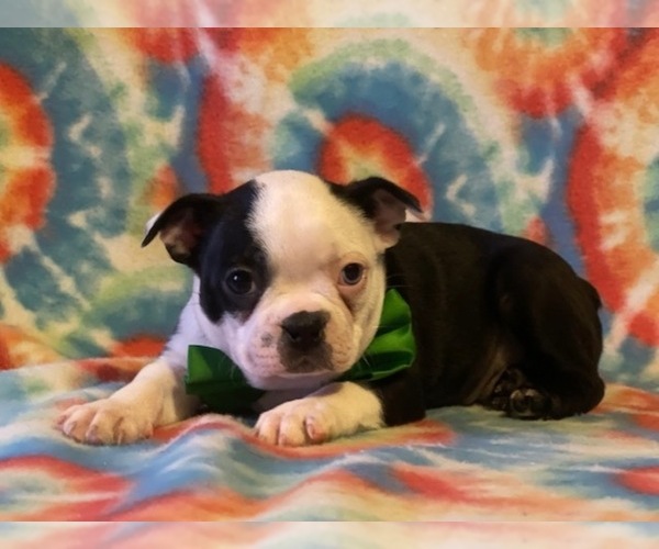 Medium Photo #1 Boston Terrier Puppy For Sale in LANCASTER, PA, USA