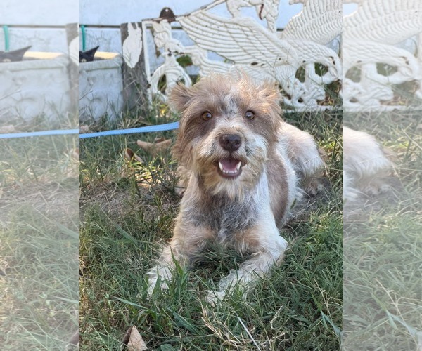 Medium Photo #4 Mutt Puppy For Sale in HOPKINSVILLE/PRINCETON, KY, NH, USA