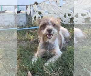 Avita - Female Mutt Dog for Adoption - Photo #4