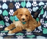 Small Photo #7 Poodle (Miniature) Puppy For Sale in HOLTWOOD, PA, USA