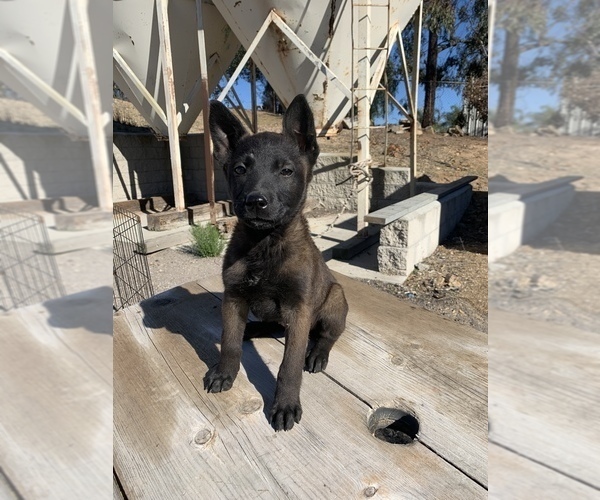 Medium Photo #1 Belgian Malinois Puppy For Sale in SPRING VALLEY, CA, USA