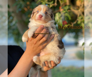 Miniature American Shepherd Puppy for sale in PALMDALE, CA, USA