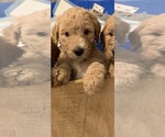 Small Photo #3 Goldendoodle Puppy For Sale in PERU, IN, USA
