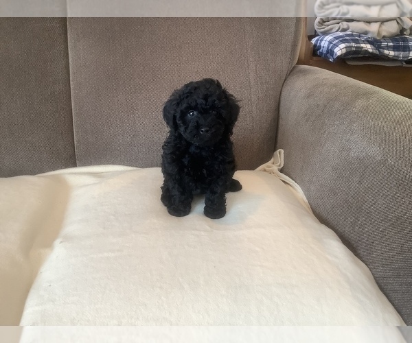 Medium Photo #1 Poodle (Toy) Puppy For Sale in SAINT CLOUD, MN, USA