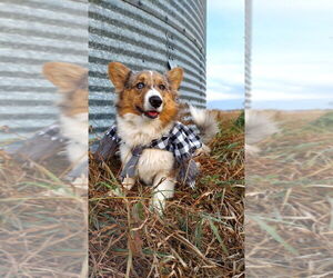 Father of the American Corgi puppies born on 04/14/2025