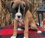 Small #11 Boxer