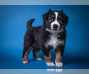Miniature American Shepherd Puppy for sale in NEW CONCORD, OH, USA