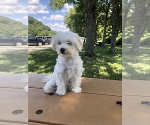 Maltipoo Puppy for sale in CLEVELAND, TN, USA