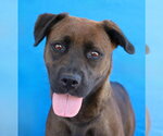 SHADOW - Female Labrador Retriever-Unknown Mix Dog for Adoption - Small photo