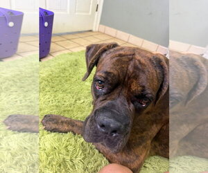 Mutt Dogs for adoption in Goodyear, AZ, USA