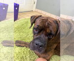 Bear - Male Mutt Dog for Adoption - Small photo
