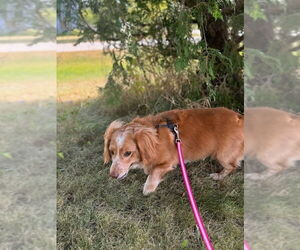 Dachshund Dogs for adoption in Mukwonago, WI, USA