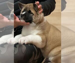 Akita Puppy for sale in WEST COVINA, CA, USA