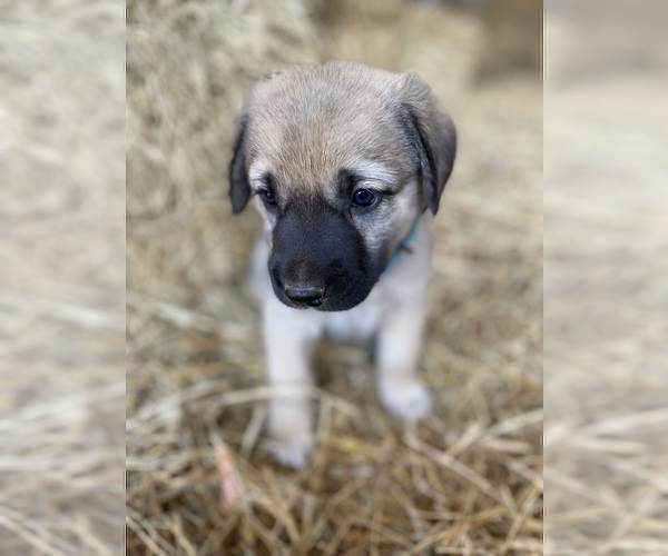 Medium Photo #10 Anatolian Shepherd Puppy For Sale in ROBSTOWN, TX, USA