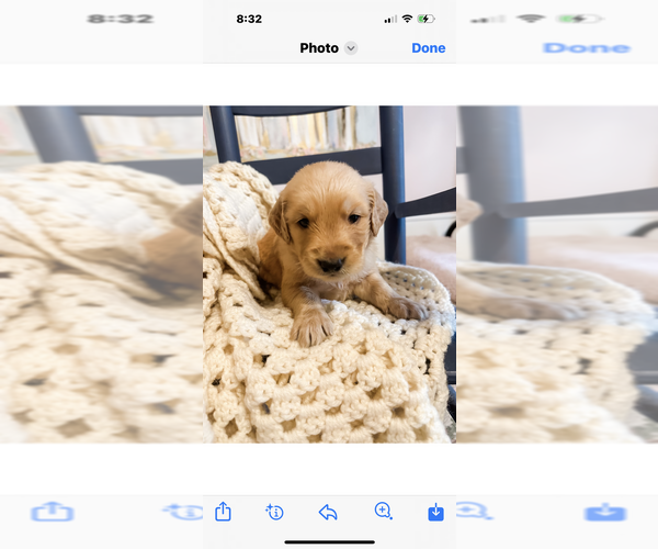 Medium Photo #9 Golden Retriever Puppy For Sale in SOMERVILLE, AL, USA
