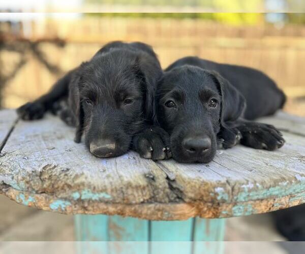 Medium Photo #2 Labrador Retriever-Unknown Mix Puppy For Sale in Clovis, CA, USA