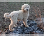 Small Photo #3 Goldendoodle Puppy For Sale in BRIGHTON, MO, USA