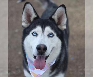 Siberian Husky-Unknown Mix Dogs for adoption in San Antonio, TX, USA