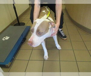 American Pit Bull Terrier Dogs for adoption in Ocala, FL, USA