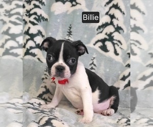 Boston Terrier Puppy for sale in MINERAL WELLS, WV, USA