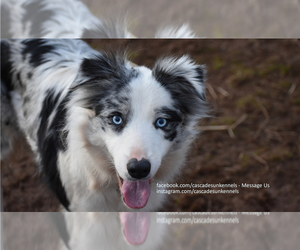 Border Collie Litter for sale in MOSIER, OR, USA